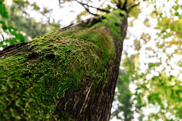 Obraz premium moss growing on the tree
