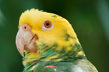 Portrait of beautiful Yellow-headed Amazon Parrot in Mexico on green blurry background. High quality photo