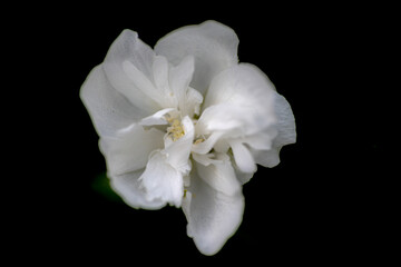 Fototapeta na wymiar white flowers on a black background