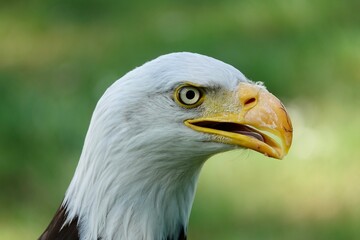 A closeup of a head of Southern Bald Eagle bird with a half-open beak on a blurry green background. High quality photo