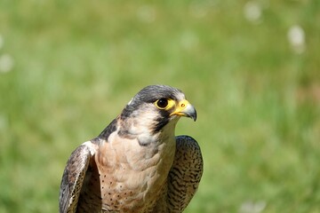A close-up of the head of a Peregrine Falcon (Falco peregrinus) looking at the camera. These birds are the fastest animals in the world. High quality photo