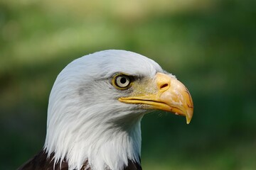 A closeup of a head of Southern Bald Eagle bird on a blurry green background. High quality photo