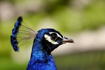 A close-up shot of the head of beautiful male common peafowl looking into camera on blurry background. High quality photo