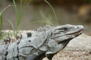 A closeup shot of Spiny-Tailed Iguana - Ctenosaura similis - on gray background with grass. High quality photo