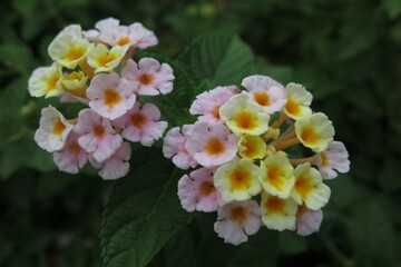 pink and yellow flowers