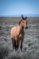 wild stallion in the field