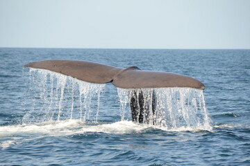 Tail up of whale