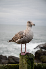 seagull on the fence post