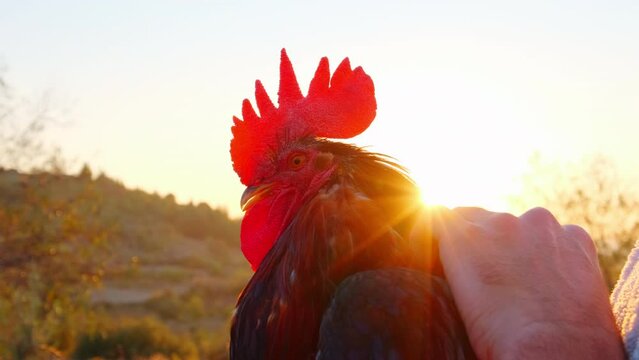 Close-up view of Cockerel in Denizli. 4K Footage in Turkey