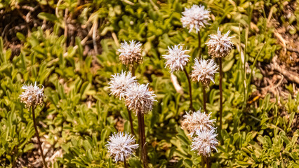 Globularia cordifolia, heart-leaved globe daisy, at the famous Kitzbueheler Horn, Kitzbuehel, Tyrol, Austria