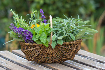 Freshly harvested herbs in a basket