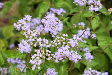 セイヨウフジバカマ　Mist flower
