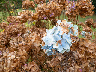A cluster of dying hydrangea at the beginning of autumn with one bunch clinging onto its bloom