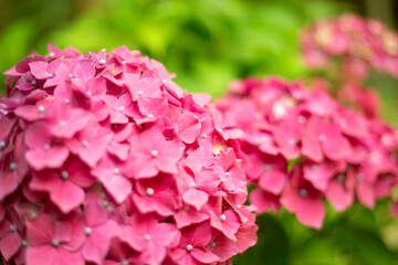 Close up light pink hortensia fresh flowers blur background.