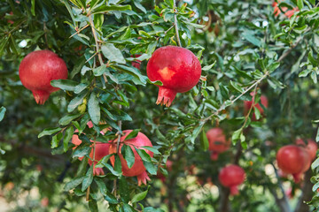 Plantation of pomegranate trees in harvest season, great fruit for Rosh Hashanah