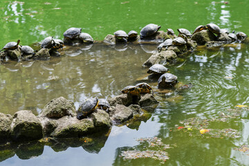 Tortues se séchant au soleil au bord de l'eau 