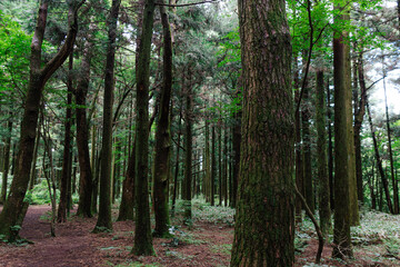 Naklejka premium forest full of mossy trees