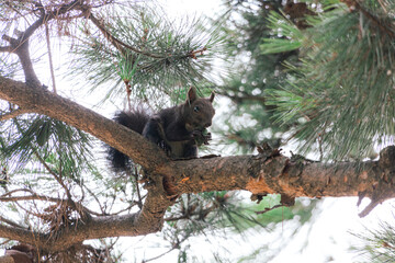 Green squirrel eating acorns on a tree