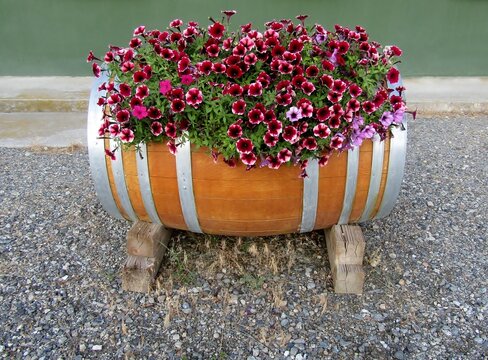 Red petunias flowers in wooden barrel with side cut-out.