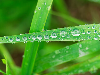 ススキの葉に並ぶ雨の雫が