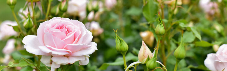 Beautiful pink Rose blooming in summer garden. Outdoors. Gardening concept.