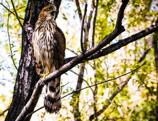 Screaming Falcon