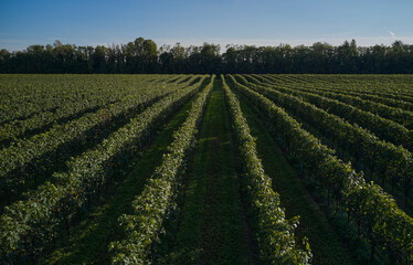 Fototapeta na wymiar Vineyard plantations in Italy. Grape plantations against the background of blue sky. Vineyard plantations in even rows on a hill.