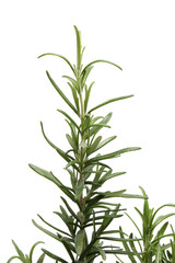 Fresh twig of rosemary isolated on a white background