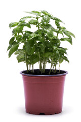 Fresh basil in a pot isolated on white background