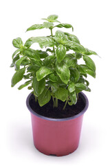 Fresh basil in a pot isolated on white background