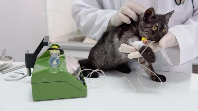 The veterinarian makes injection to cat using medical dropper