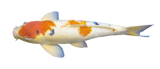 Cutout of an isolated Japanese koi fish swimming in the water  with the transparent png background	