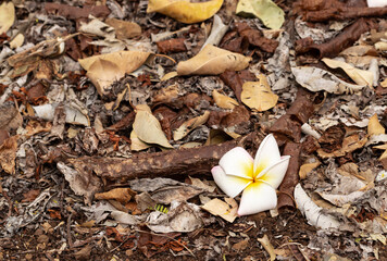 Fallen Plumeria Flower on Ground Littered with Dry Leaves