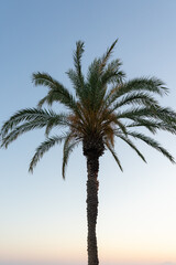 Fototapeta na wymiar palm tree in the blue sky