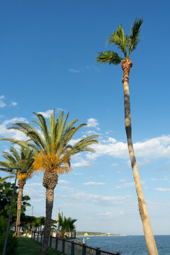 Palm Trees From Below