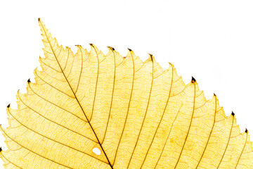 Macro photo of autumn yellow alder leaf with natural texture isolated om white background. Yellow...