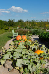 Pumpkins in the garden with bench