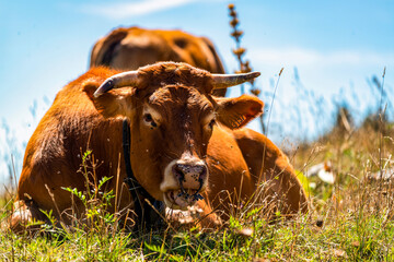 Vaches dans un pâturage dans le massif du Vercors