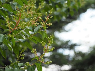 百日紅　つぼみ