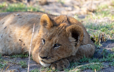 African lion cub rests in the shade