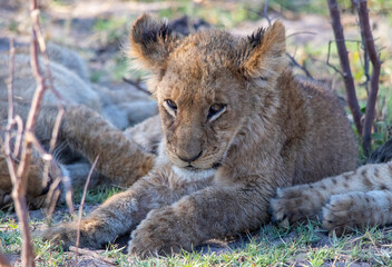 African lion cub rests in the shade