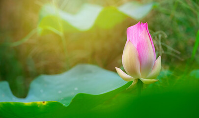 Fototapeta na wymiar Pink Lotus flower and Lotus flower plants, beautiful lotus flower in blooming at sunset