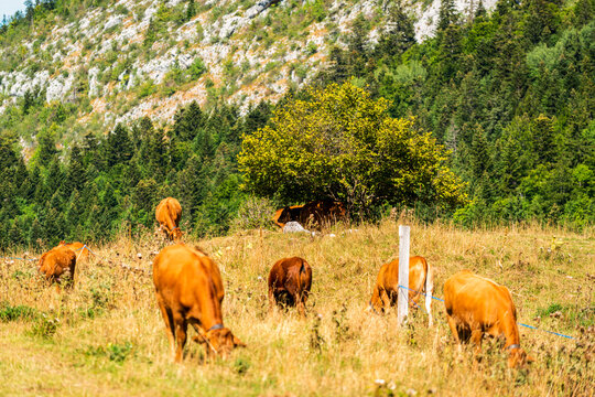 Vaches dans un p&acirc;turage dans le massif du Vercors