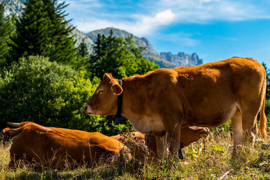 Vaches dans un p&acirc;turage dans le massif du Vercors