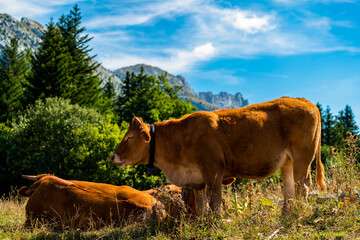 Vaches dans un pâturage dans le massif du Vercors