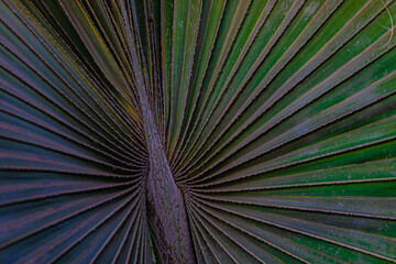 Obraz premium abstract background green palm leaf