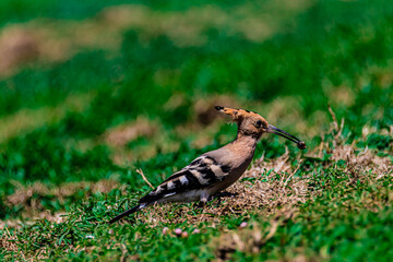 bird hoopoe on the grass