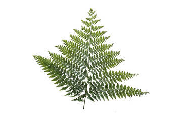 Fern plant leaves on a transparent background