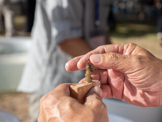 Cauliflower coral fragments (pocillopora darmicornis) glue on clay tiles. Use for coral restoration activity, Thailand.
