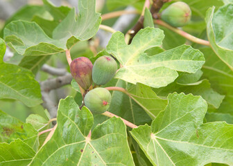 Close up on figs ripening on the tree, surrounded by green leaves. Figs can be eaten fresh or dried, or processed into jam, rolls, biscuits and other types of desserts.